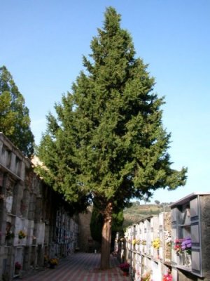 foto n.3 cimitero Badolato
 (CZ) 