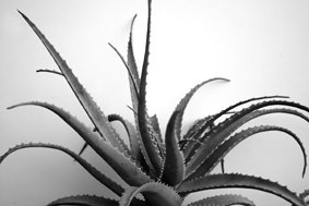 LALOE, UNA PIANTA ANTICA - Pasquale Frasc